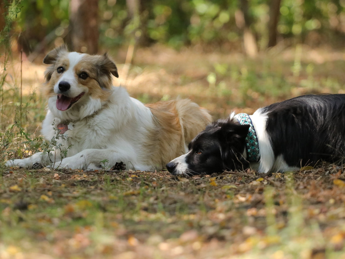 Preventing Collar-Related Irritation: Tips for Sensitive Dogs