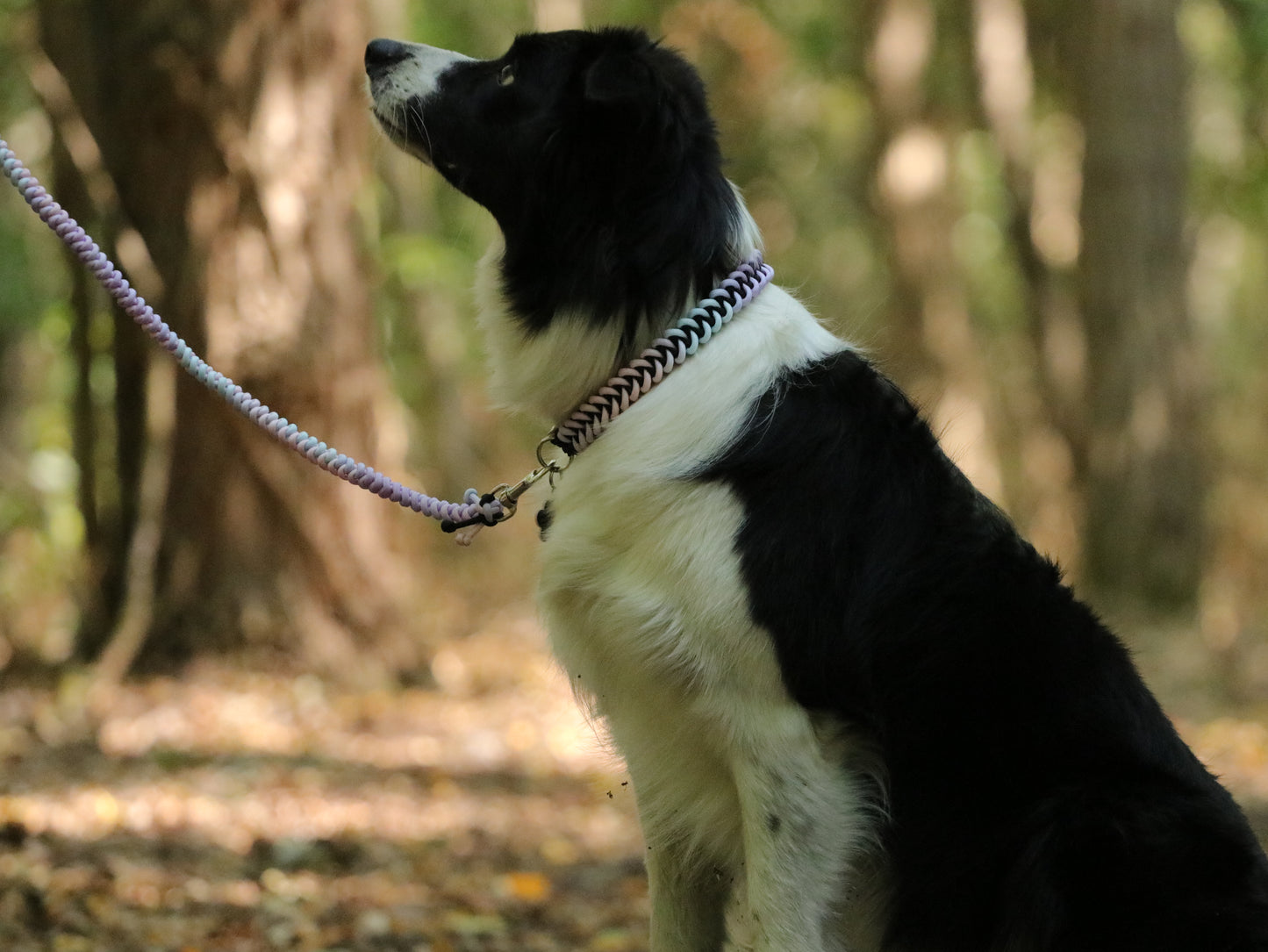 Smart ID Collar - Accira