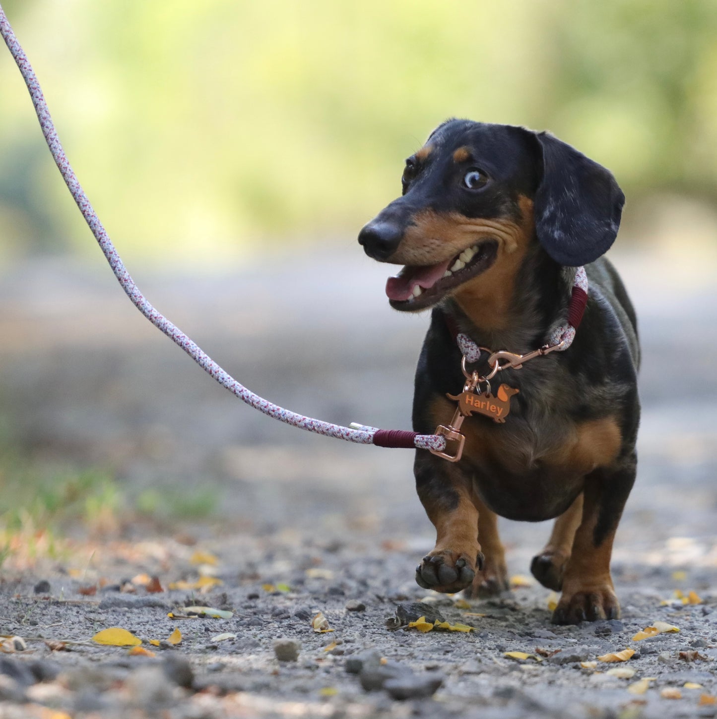 L&V Roségold Bundle - Smart Collar